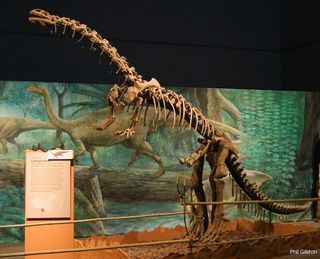 Adult Lufengosaurus skeleton