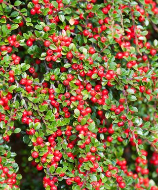 Cotoneaster horizontalis with red berries in fall
