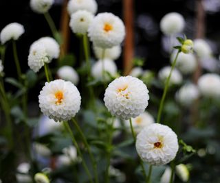 dahlias Small World flowering in wildflower plot