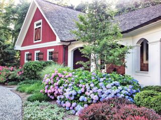 Hydrangea flowers in full bloom, in front of cedar style farm house