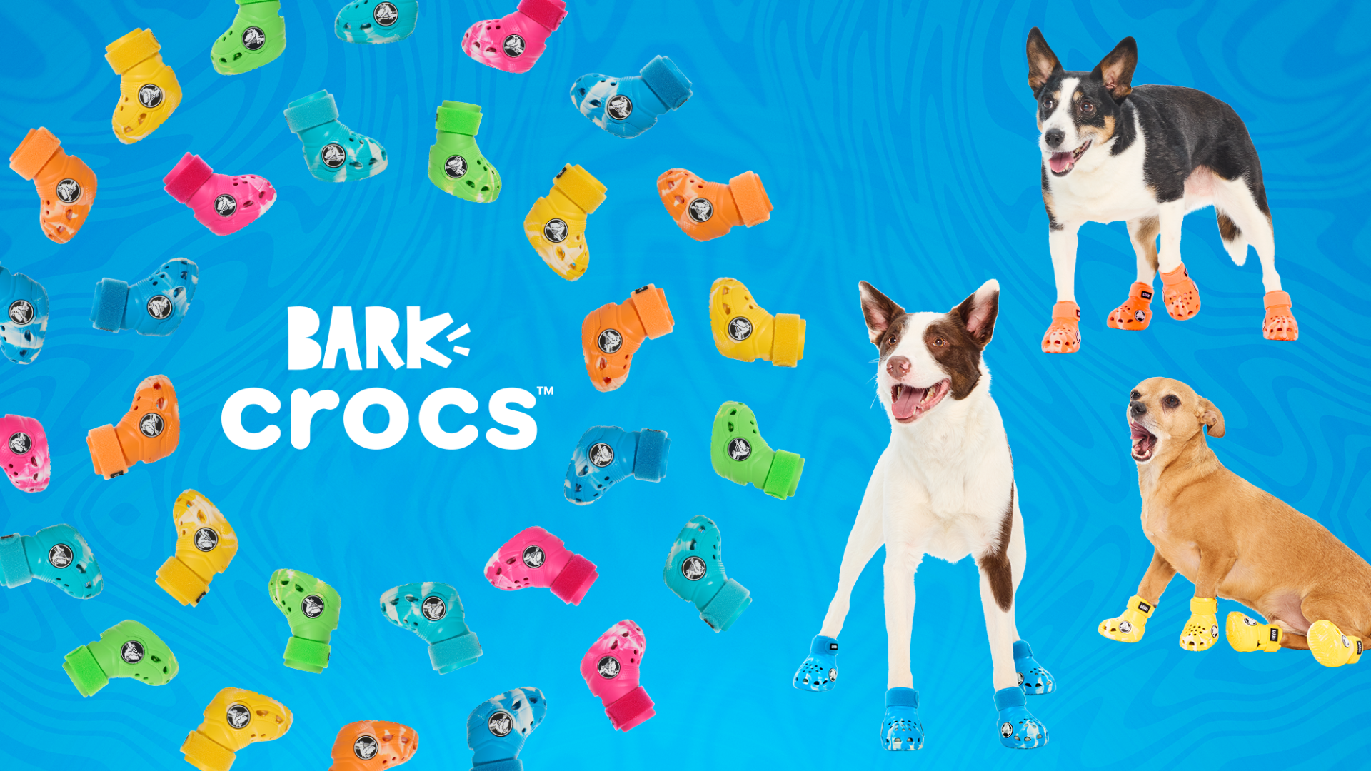 Bark promotional image showing three dogs wearing dog Crocs and a circle of colorful crocs around Bark Croc text