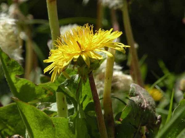 dandelion-spain-new-plant-species-110216-02