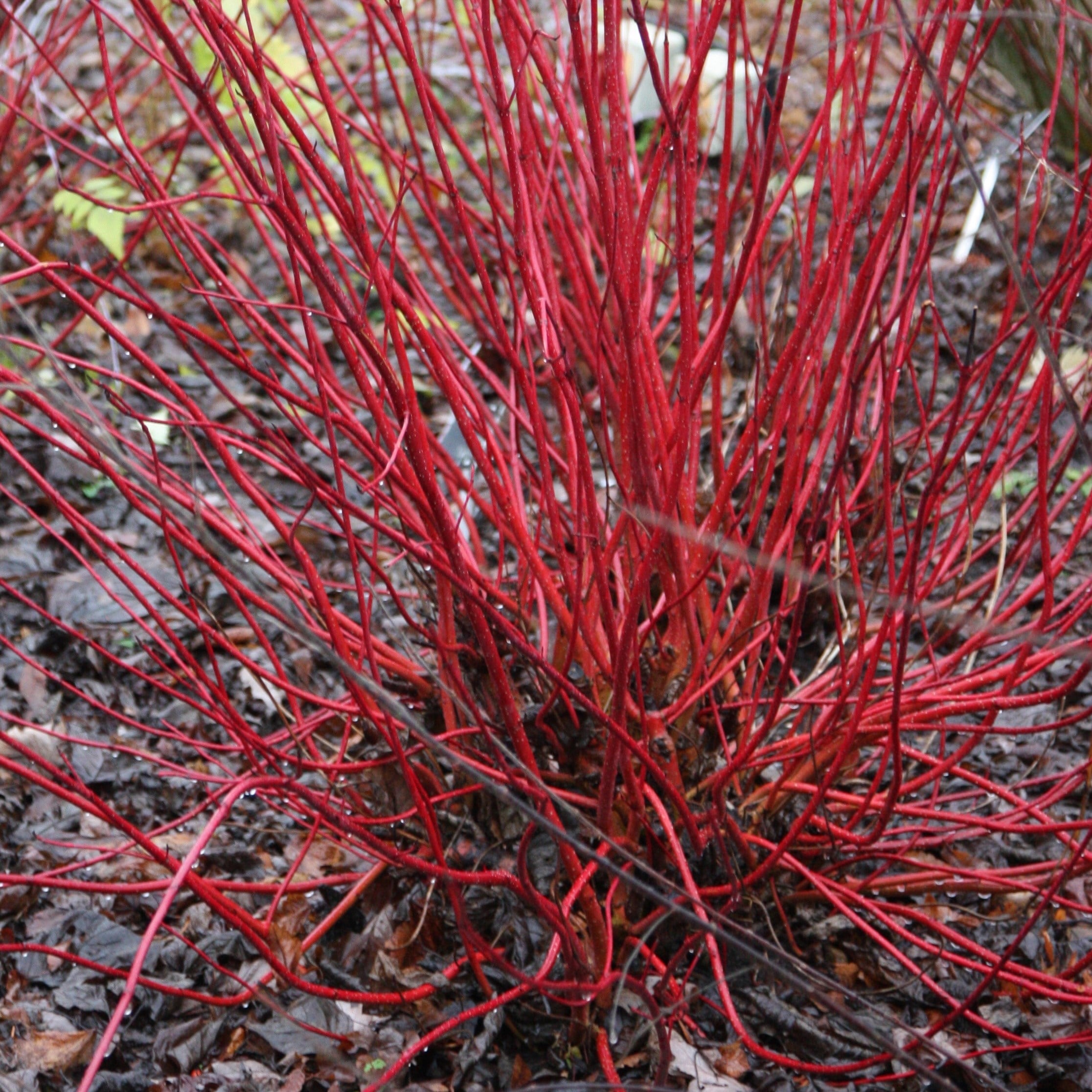 Cornus Alba 'sibirica'