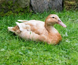 Brown orpington duck sat on grass