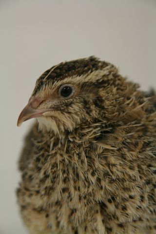 Japanese quail choose between two camouflage strategies to hide their eggs.