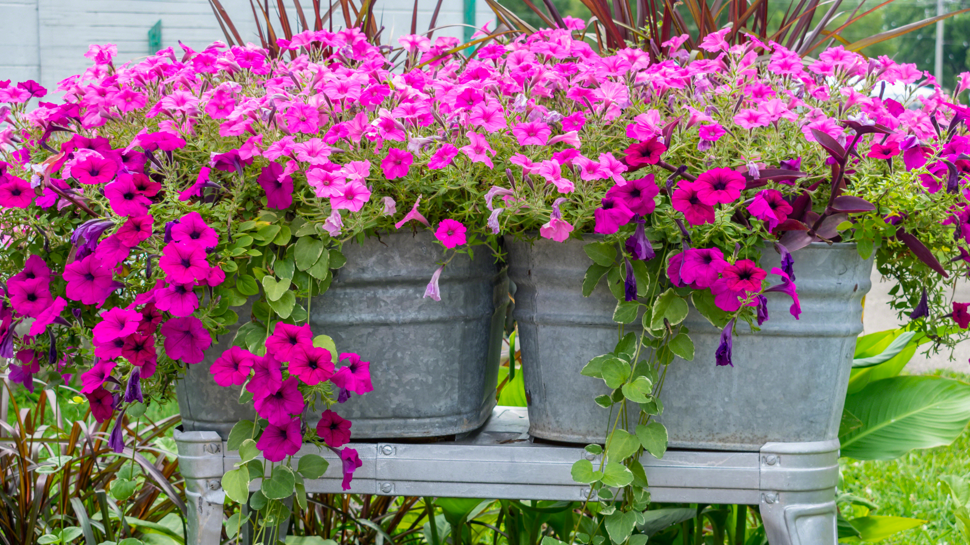 metal containers with pink petunias