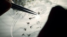 Mosquitos tested for dengue in Argentina