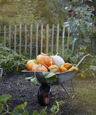 Pumpkin plants being removed from a vegetable garden in fall