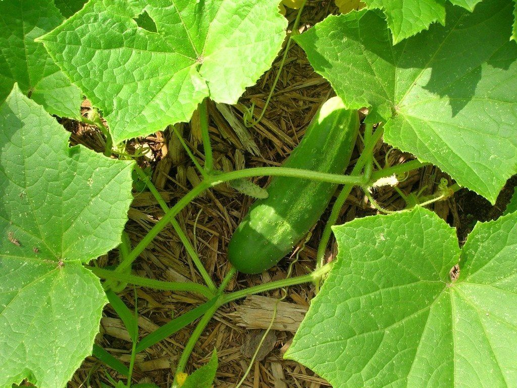 Harvesting Ripe Cucumbers - Tips For Harvesting And Storing Cucumber ...