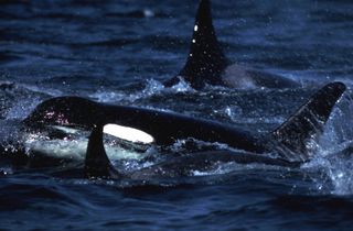 Killer Whales