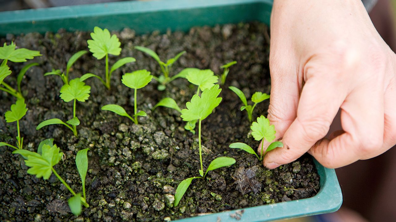 Gardener thins seedlings by pulling