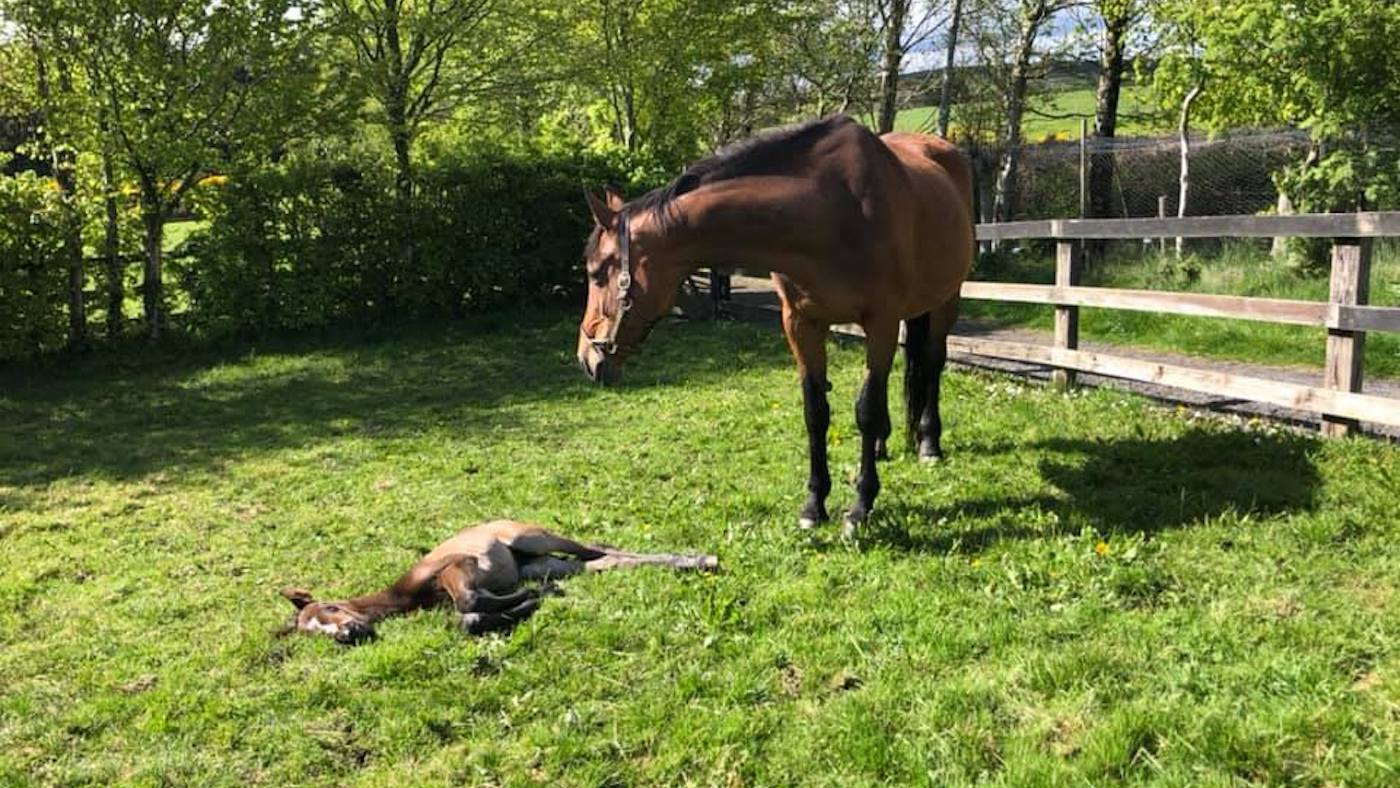 Paulank Brockagh and her filly foal