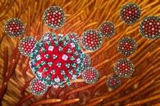 Flu viruses. Conceptual image of influenza viruses (red) in the airways.