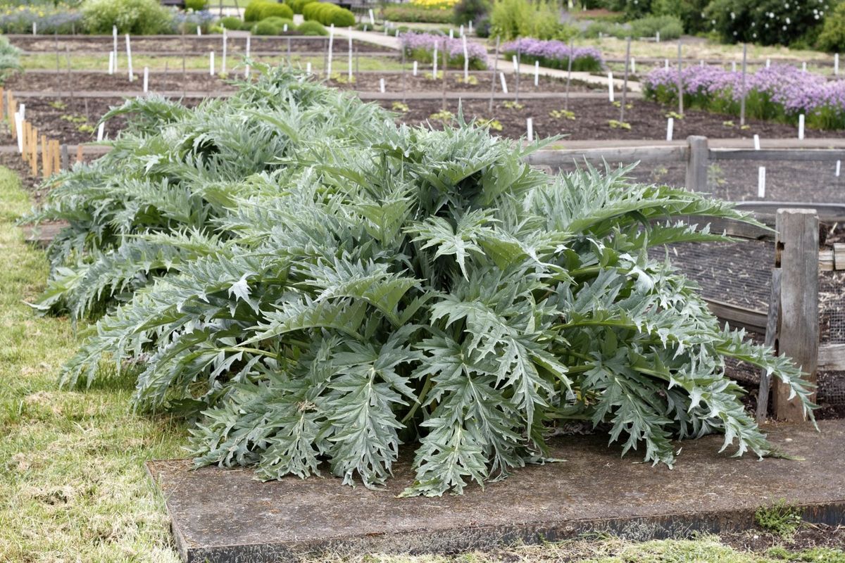 Companions For Artichoke What To Plant Next To Artichokes In The Garden Gardening Know How