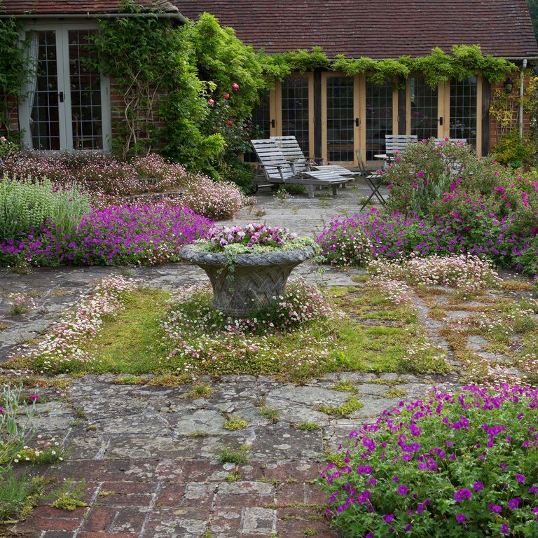 Geranium Rampant How to grow geraniums: easy care plants for pots and borders | Ideal Home