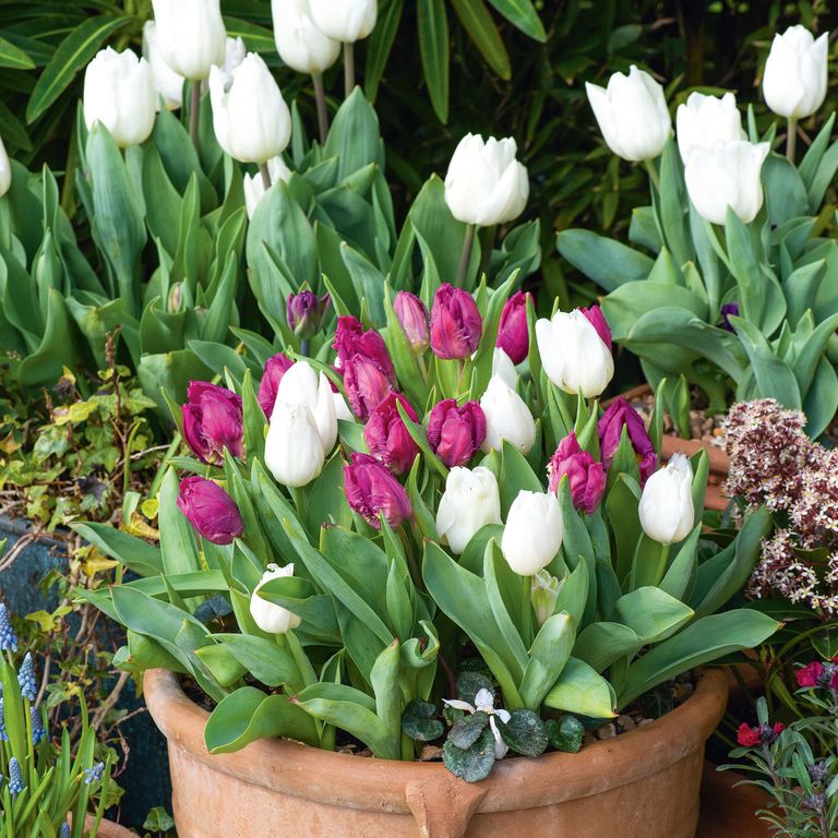What to do with tulips after flowering Ideal Home