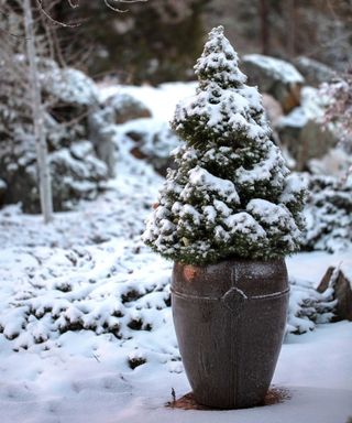 potted pine tree in snow