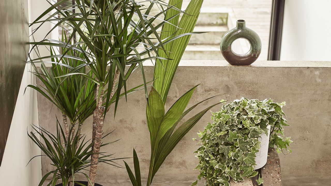 Three houseplants infront of concrete wall 