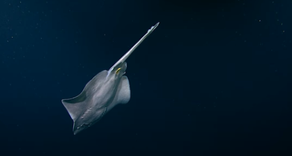 The Pacific white skate swims downward, exposing its belly.