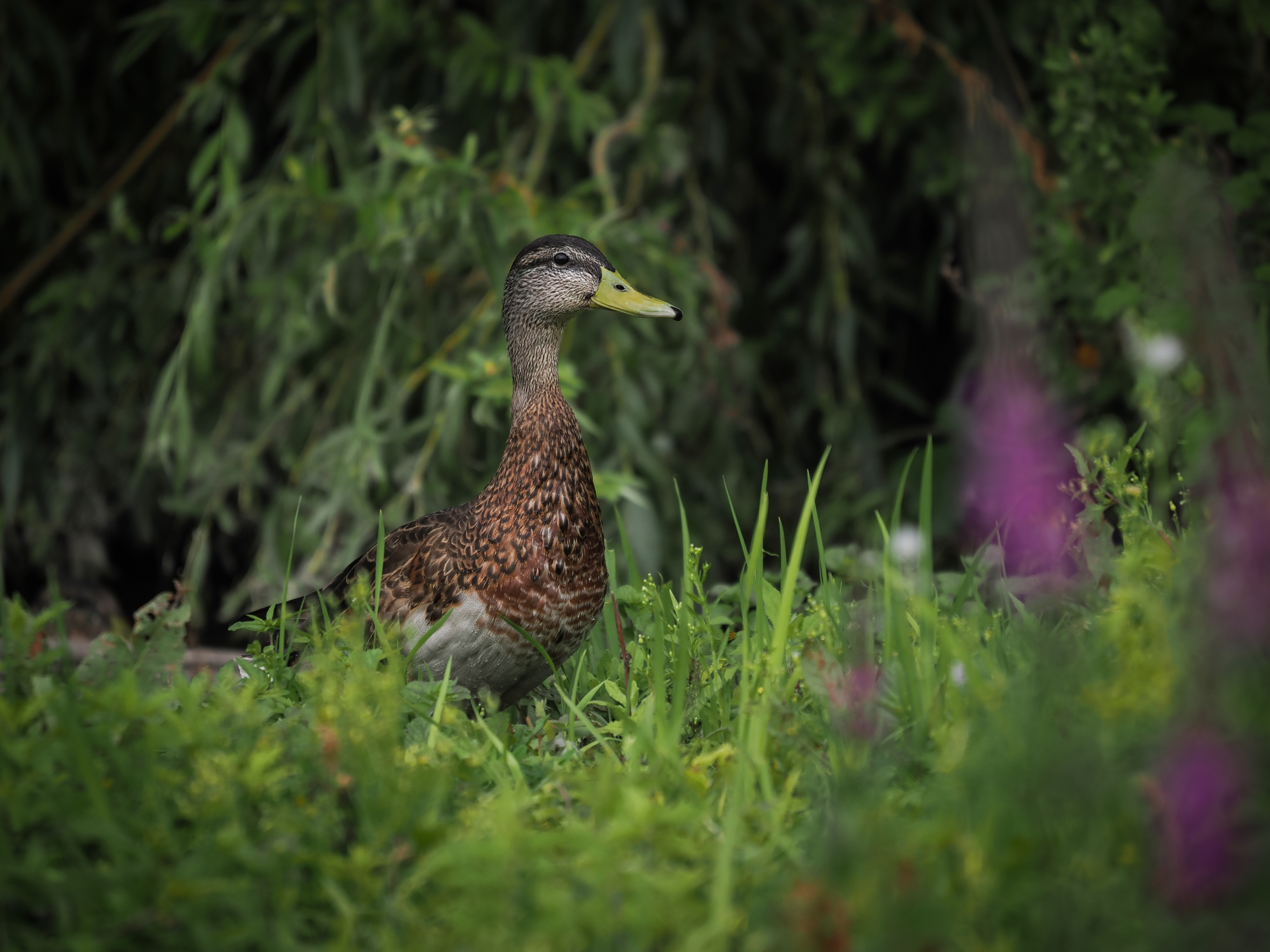 Sample birding image taken on the OM System OM-1 Mark II with the OM System M.Zuiko 50-200mm f/2.8 IS Pro