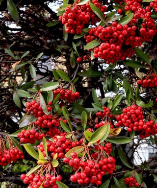 Pyracantha coccinea Scarlet Firethorn with red berries