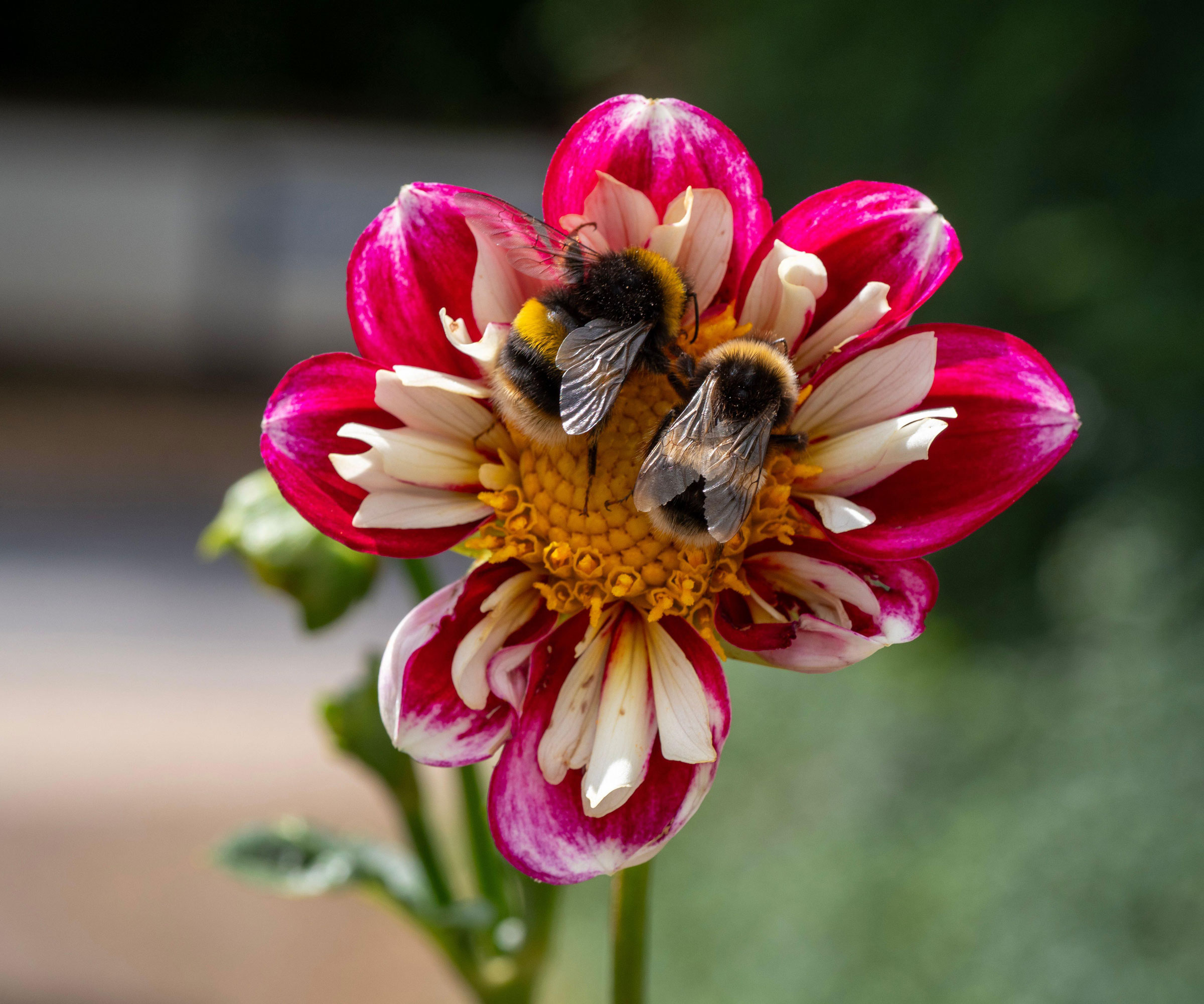 dahlia with two bumblebees sitting inside