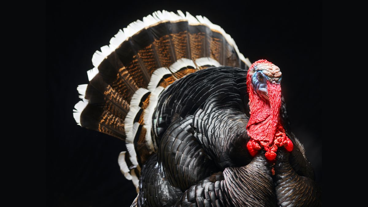 10 terrific turkey facts
