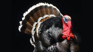 Turkeys can fly, blush and are distant relatives of Tyrannosaurus rex. Read on to learn more about these Thanksgiving divas.
