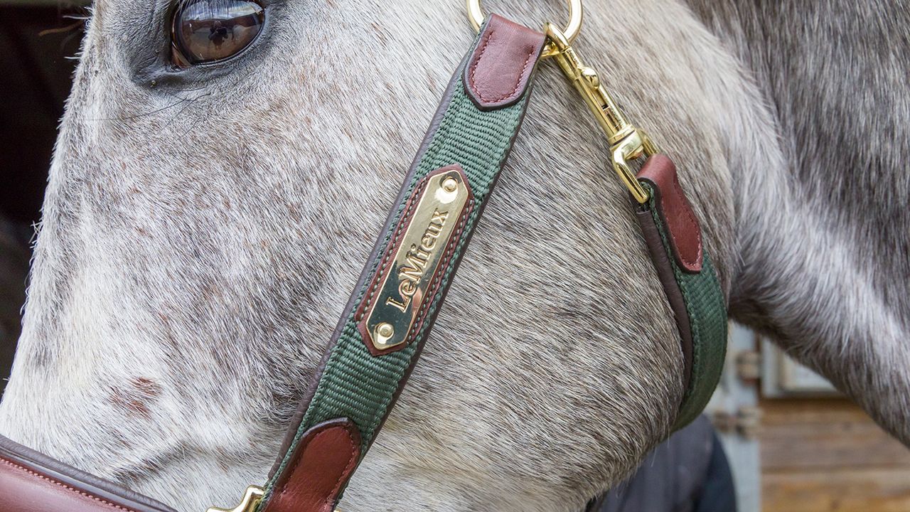LeMieux Capella headcollar review