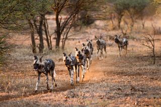 Strong communication skills and social bonds give a pack of painted wolves one of the highest hunting success rates.