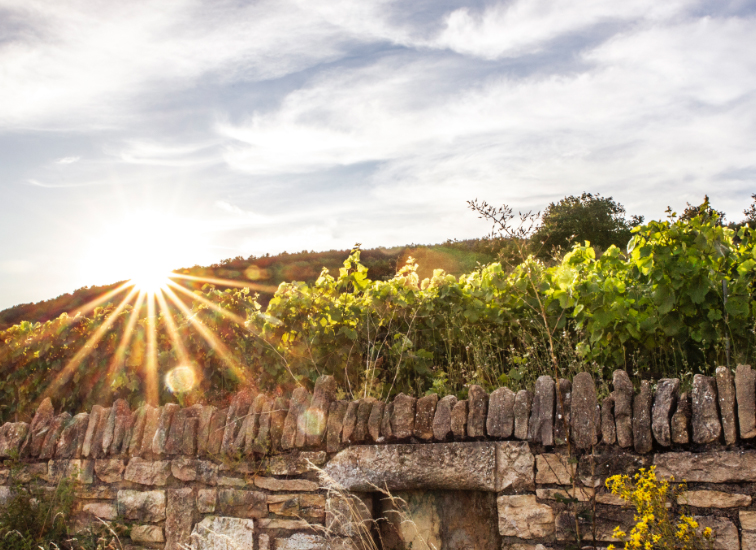Domaine-Jeannot-vineyard-wall.jpg