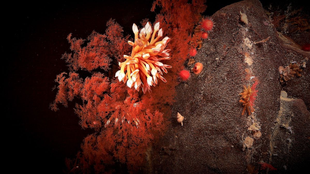 Coral blooming in the abyssal depths of Australia&#039;s southern coast