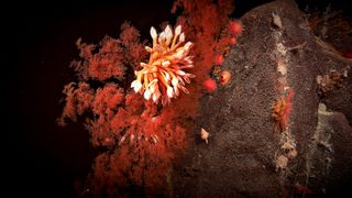 Coral blooming in the abyssal depths of Australia's southern coast