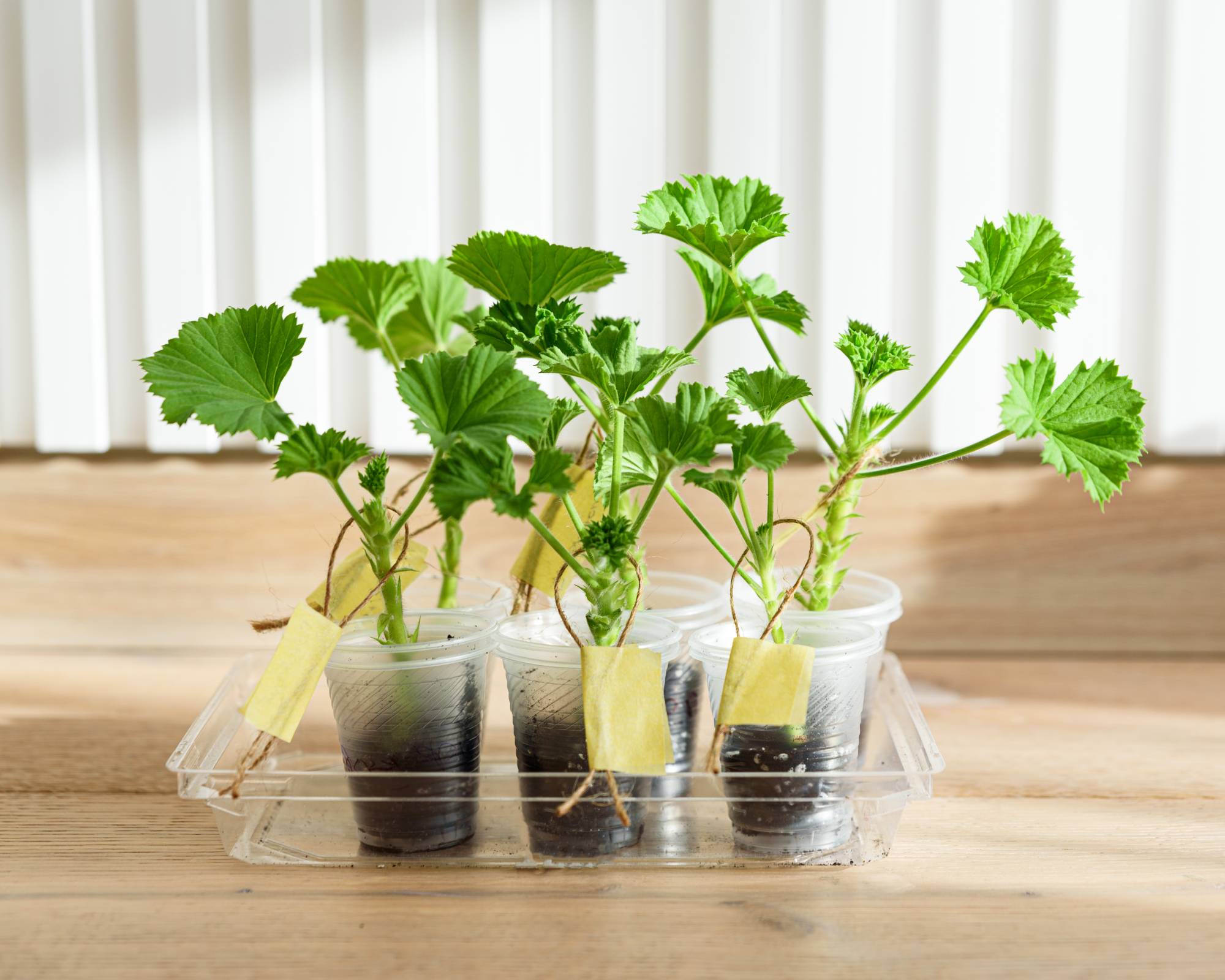 Rooting geranium cuttings to propagate