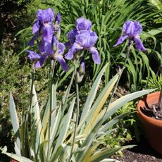 bearded iris
