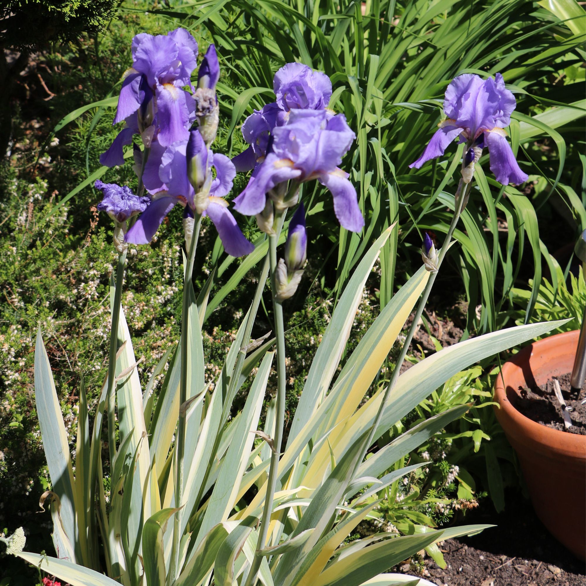 bearded iris