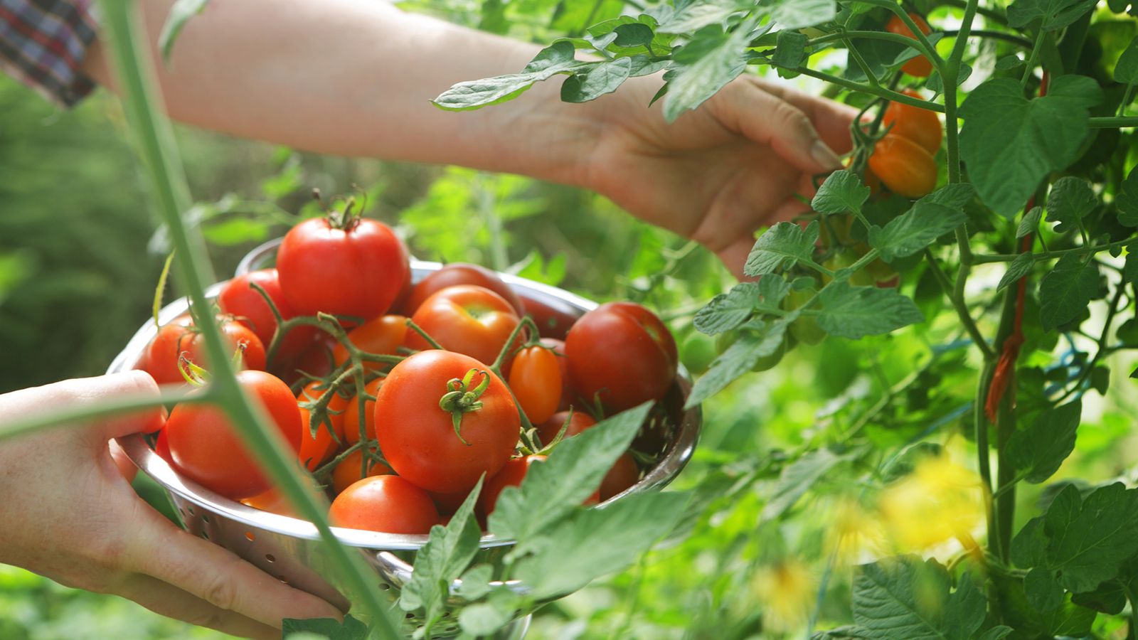 Tomato grow