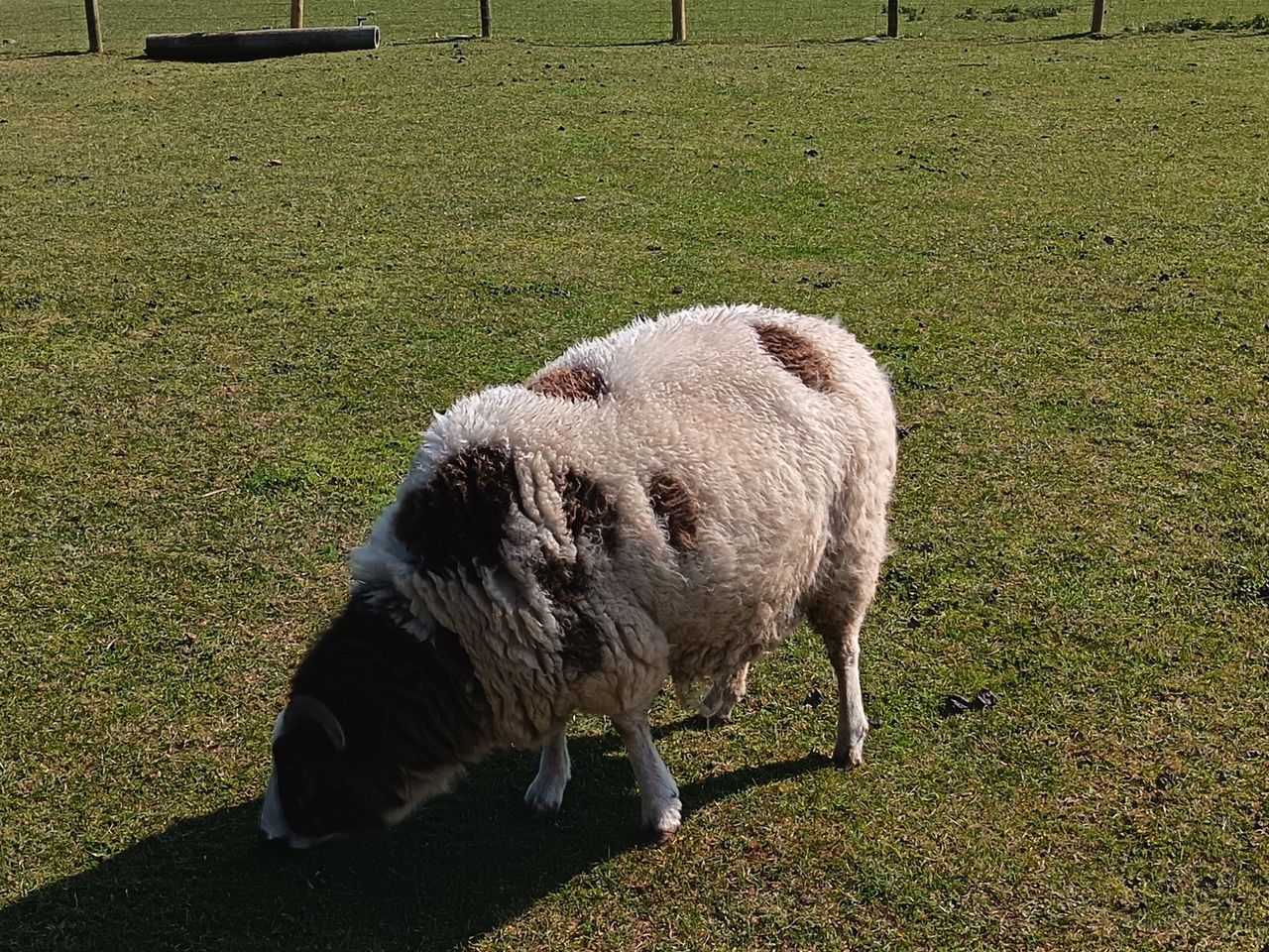 Honor 400 Lite camera samples