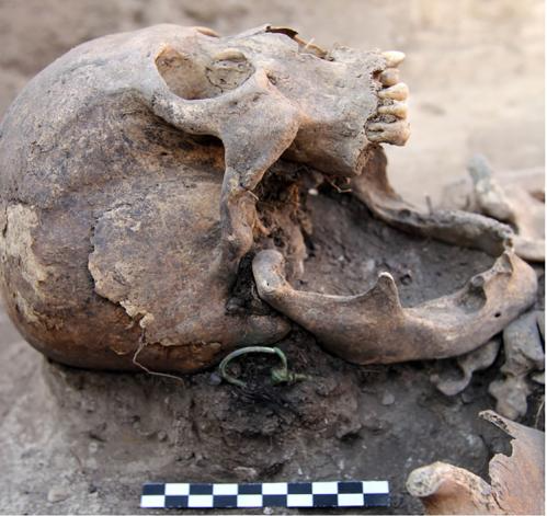 close-up of a human skull with gilt bronze earrings being excavated from an archaeological site in Russia