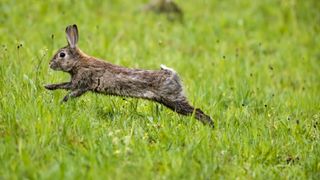 Rabbit sprinting through the long grass