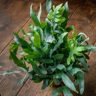 blue star fern on wooden floor