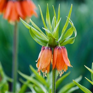 Closeup of blooming crown imperial (Fritillaria imperialis) in spring garden