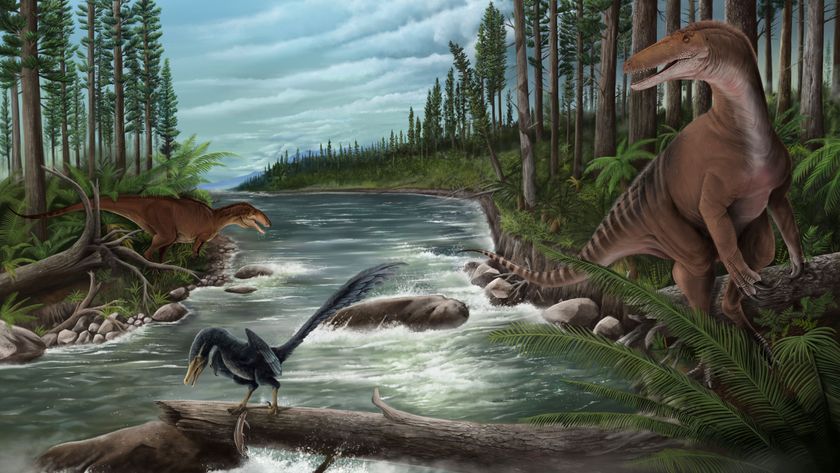 An illustration of a megaraptorid, carcharodontosaur and unwillingne sharing an ancient river ecosystem in what is now Australia. 