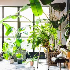 house full of large houseplants