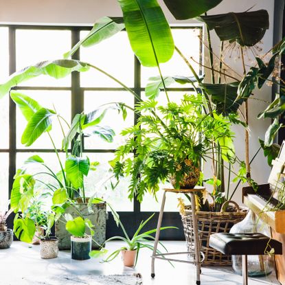 house full of large houseplants