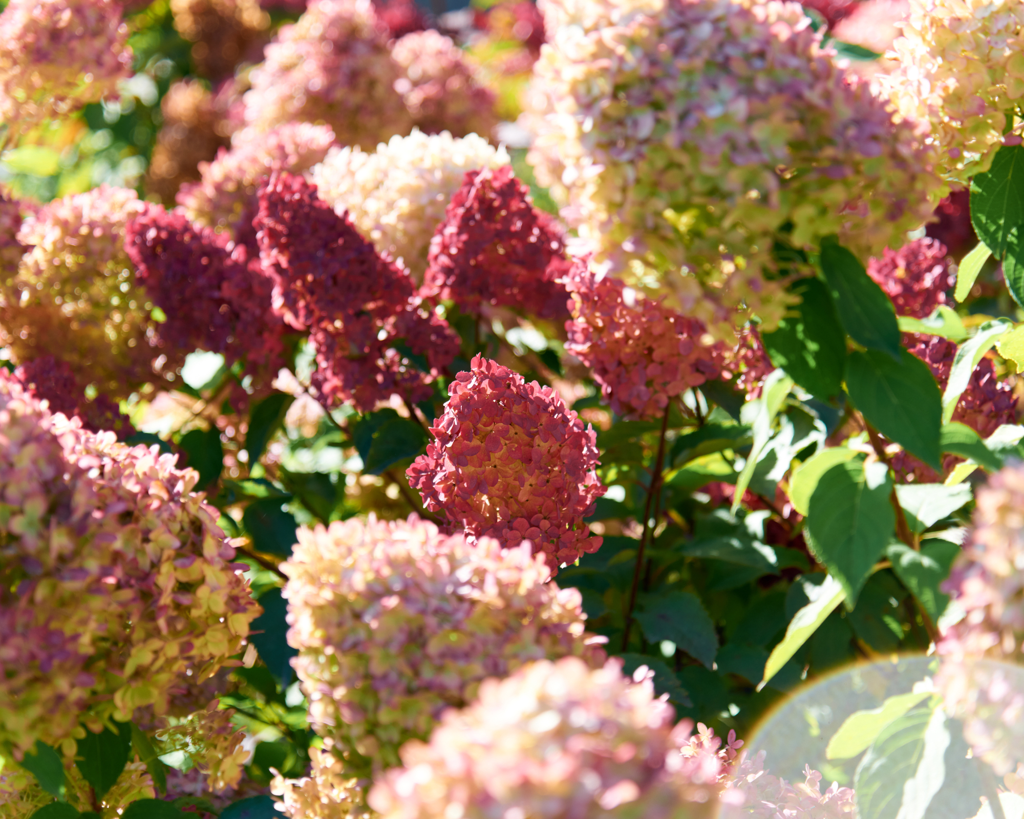 Pink flowers of hydrangea paniculata &quot;Vanilla Fraise&quot; in the garden.