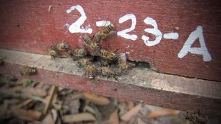 Asian honeybees have several group defensive strategies that they use against giant hornets, such as smearing animal feces near the hive entrance and swarming over intruding hornets to suffocate them.