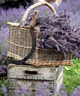 dried lavender flower with sickle and basket