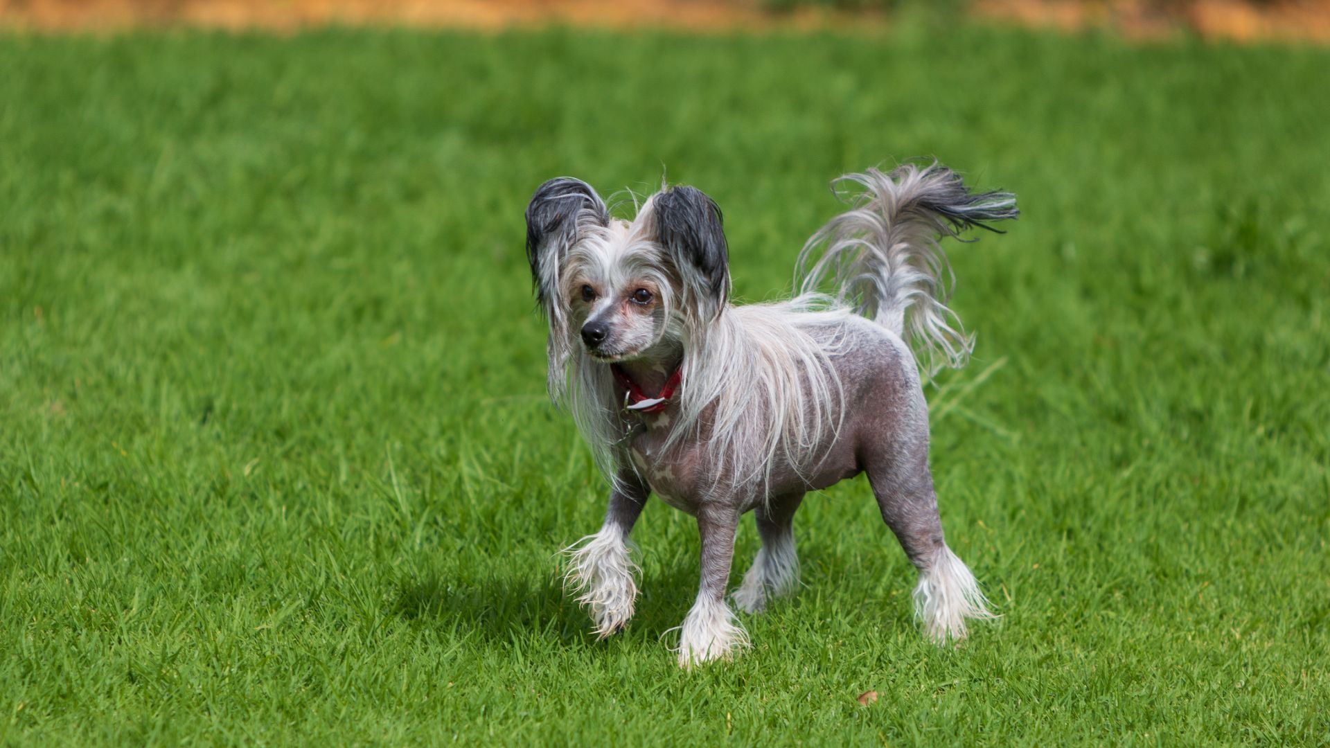 chinese crested dog