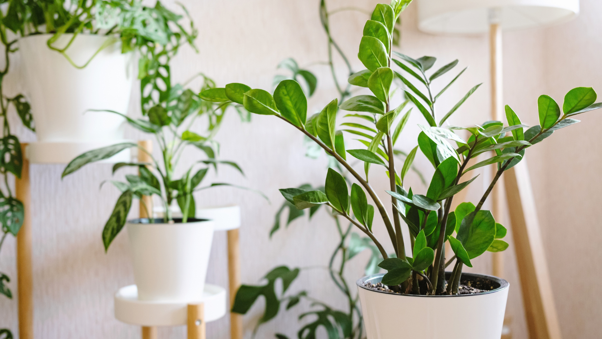 Zamioculcas Zamiifolia or ZZ Plant in white flower pot stands on a wooden stand for flowers in the living room against the backdrop of many home plants. Home plants care concept.